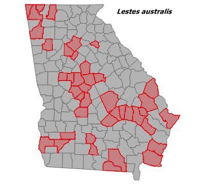 Lestes australis
(Southern Spreadwing)